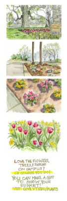 Ink and watercolor sketches of lfowers and plant around campus .... part of the campus beautification spring fund drive