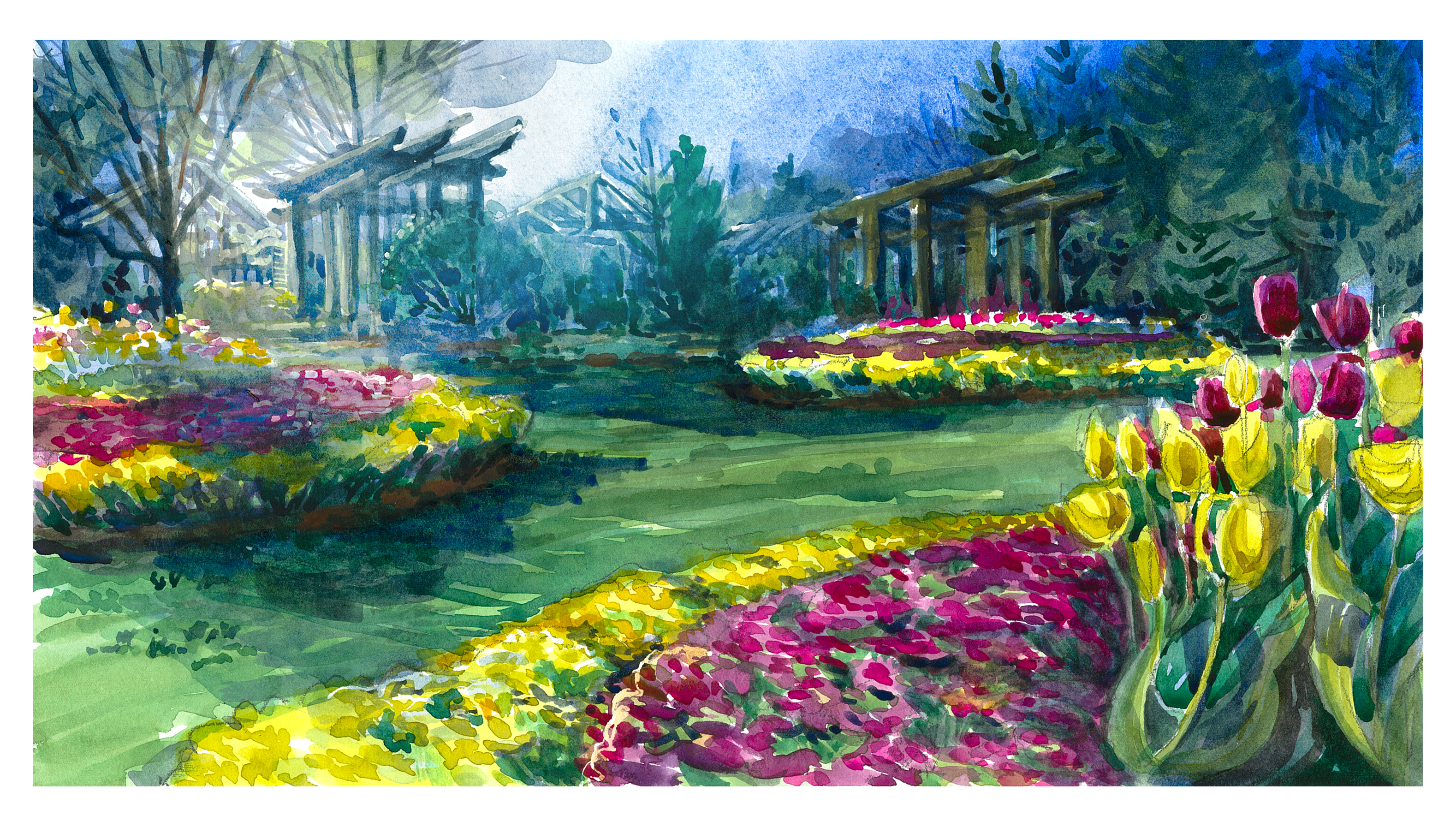 Flower Beds in Early Morning Light at Hahn Horticulture Garden Watercolor of tulips and other flowers in the Hahn Horticulture Garden