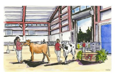 Ink and watercolor sketch of two heifers being led into the Alphin-Stuart Livestock arena for judging