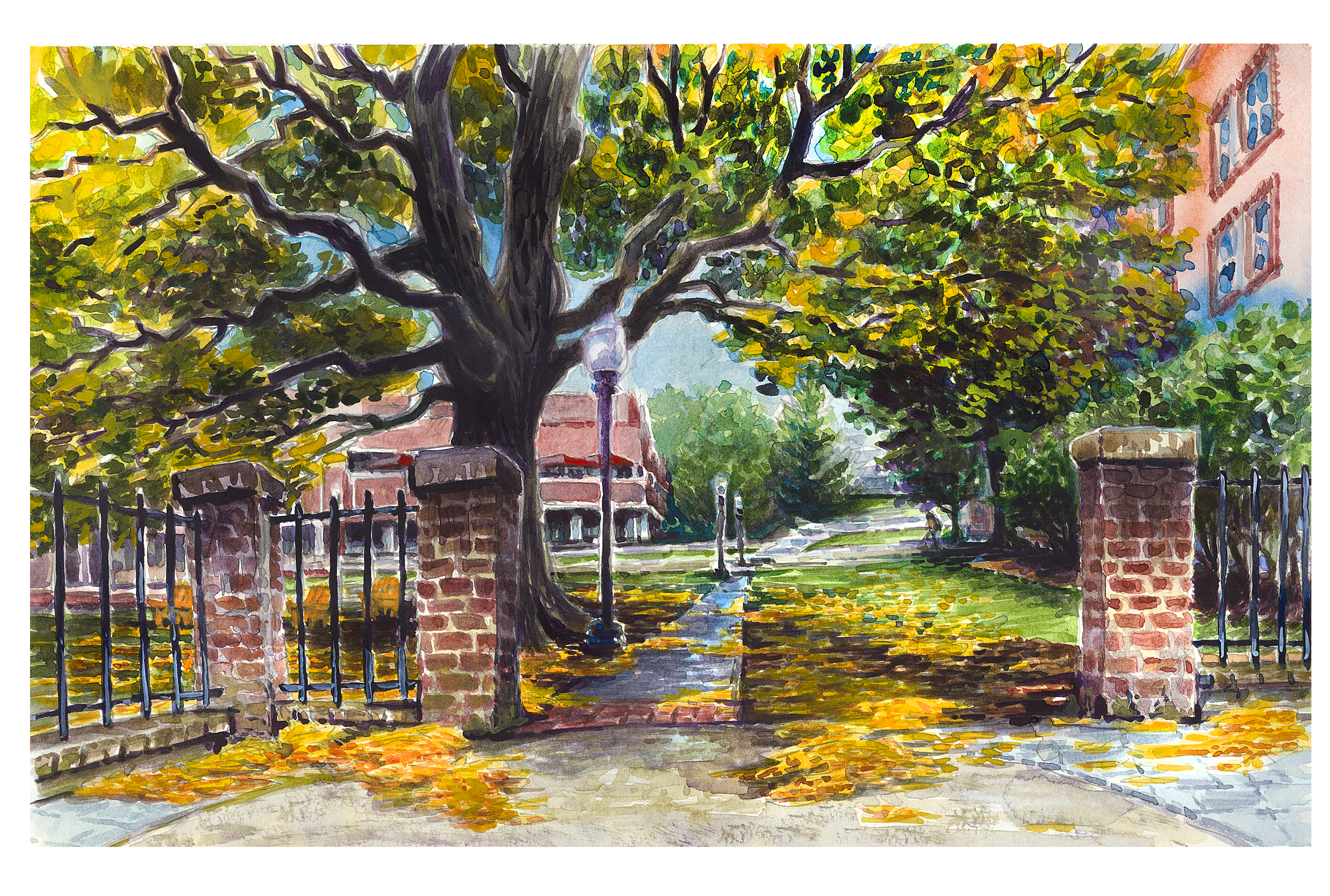 Watercolor sketch of the european beech tree between squires student center and henderson hall