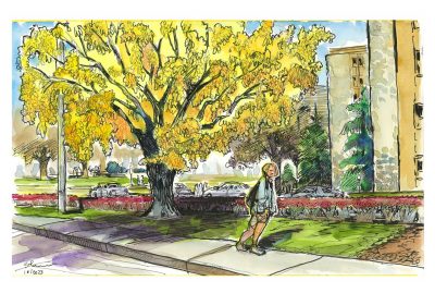 Ink and watercolor sketch of a ginkgo tree along Washing St in the Cassell Lot. 