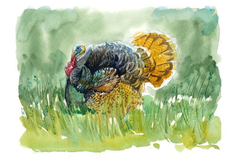 watercolor sketch of a turkey