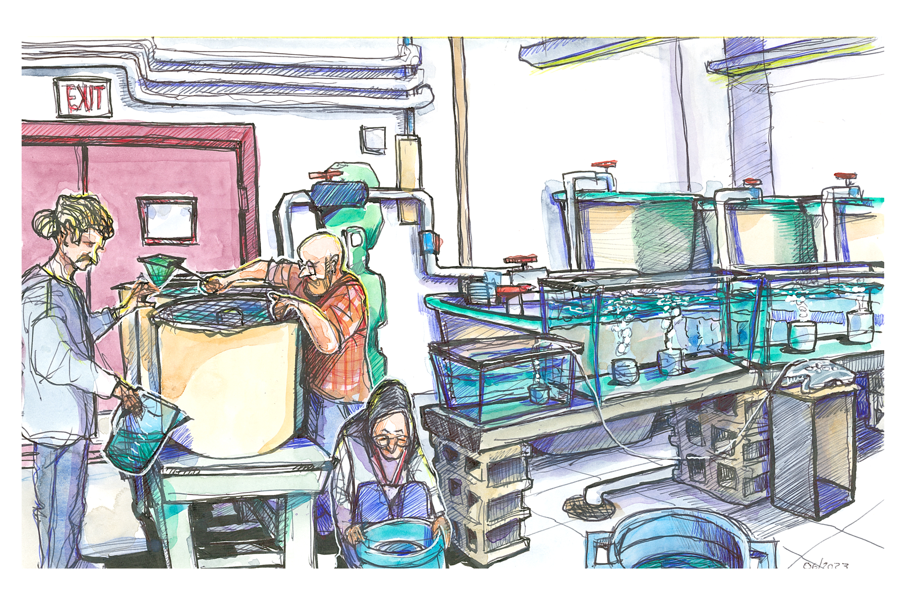 Ink and watercolor sketch of AREC researchers doing a study on fish food in an aquaculture lab in Hampton Va. 