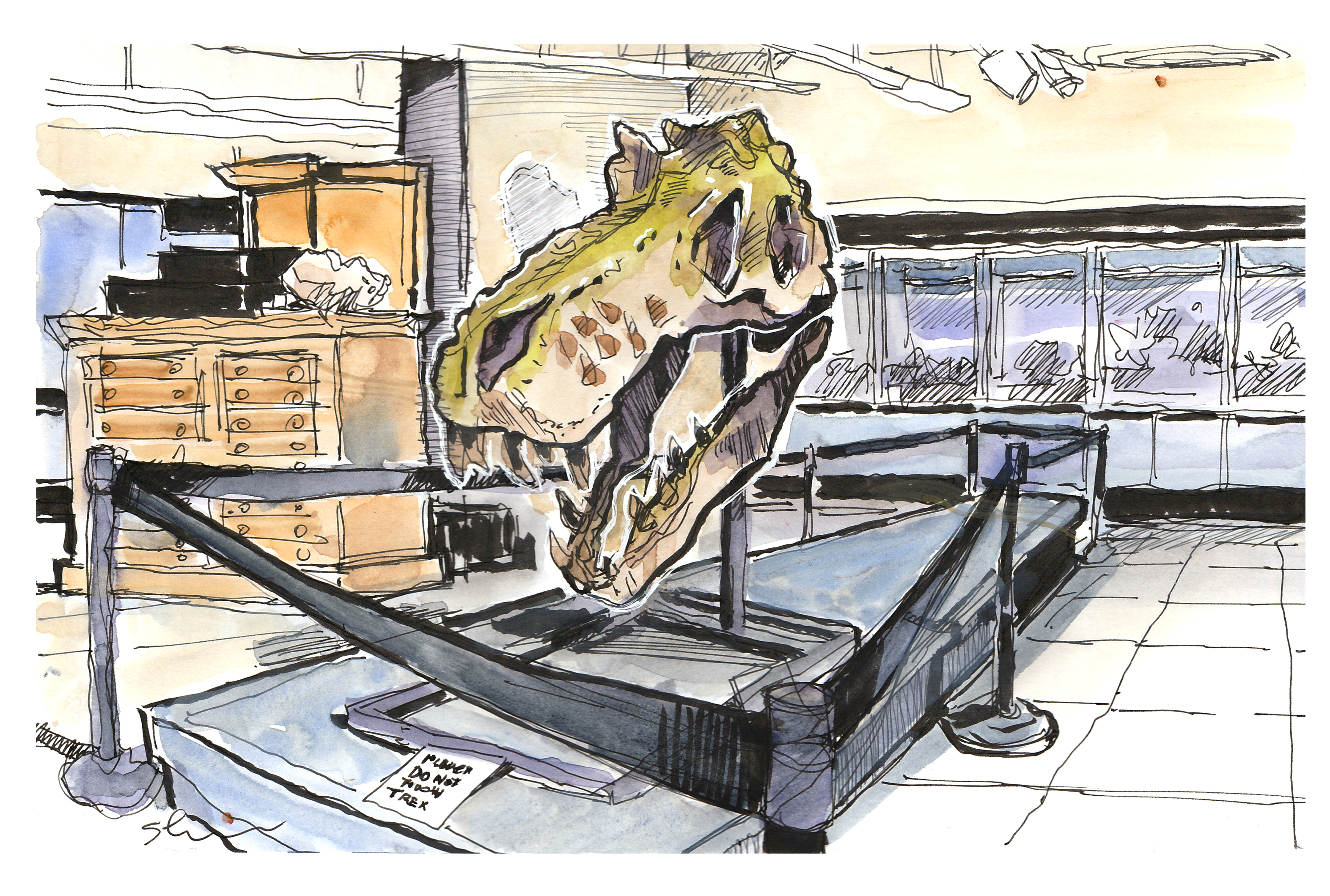 Ink and watercolor sketch of a T-Rex skull replica in the Geoscience Museum