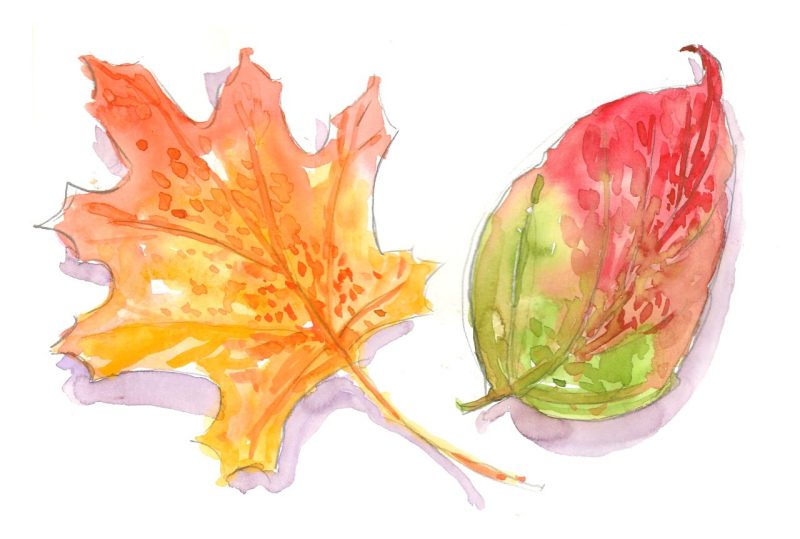 watercolor sketch of a maple leaf and a dogwood tree leaf in their autumnal colors