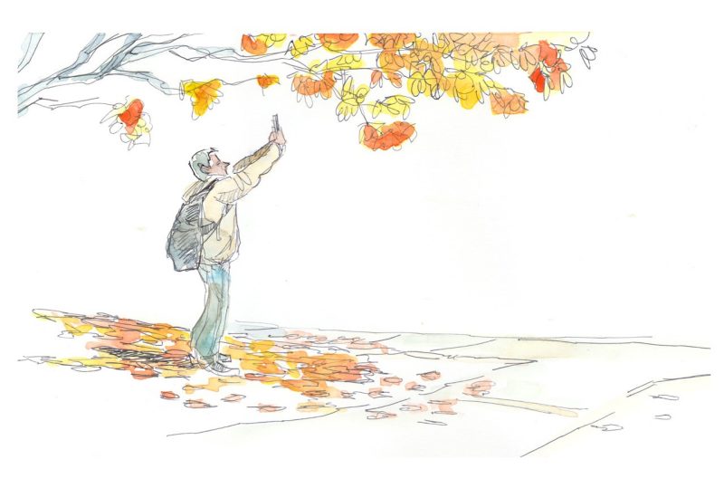 Ink and watercolor sketch of a student taking a photos of fall orange maple leaves .... that perfect pic