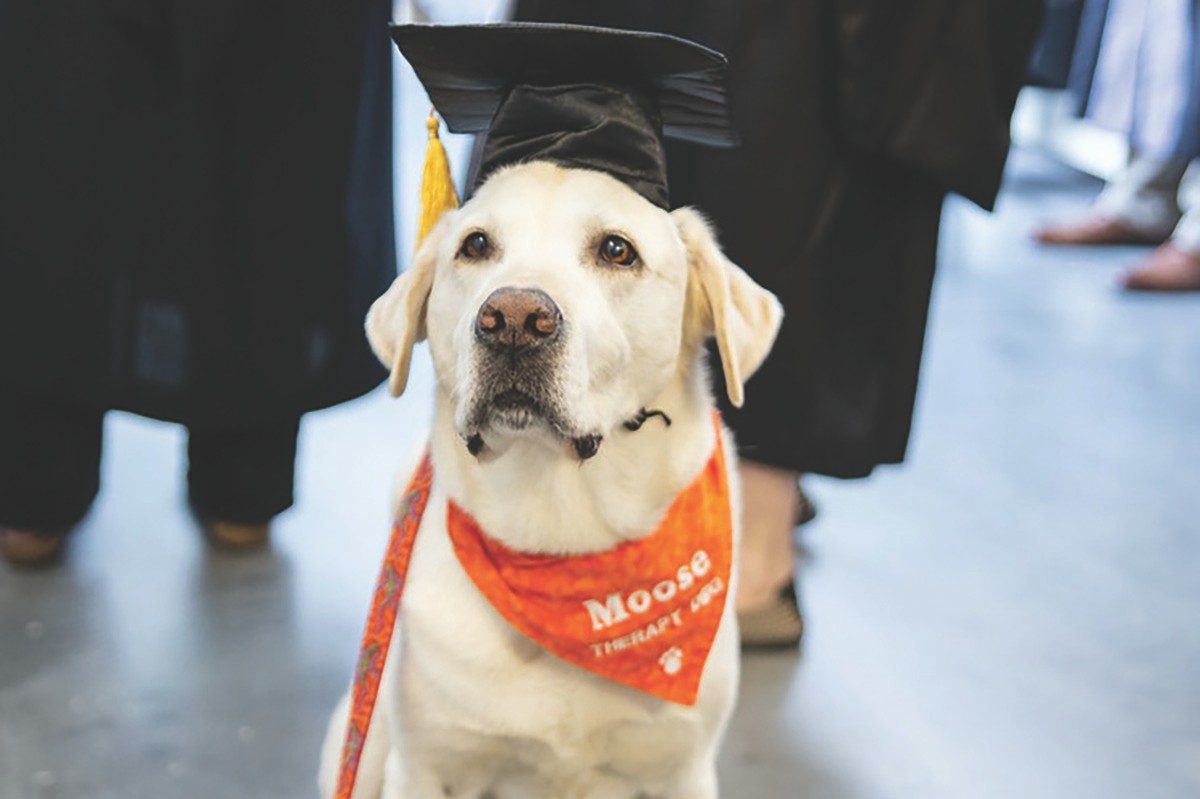 Moose, a yellow lab and therapy dog, seen wearing a graduation cap