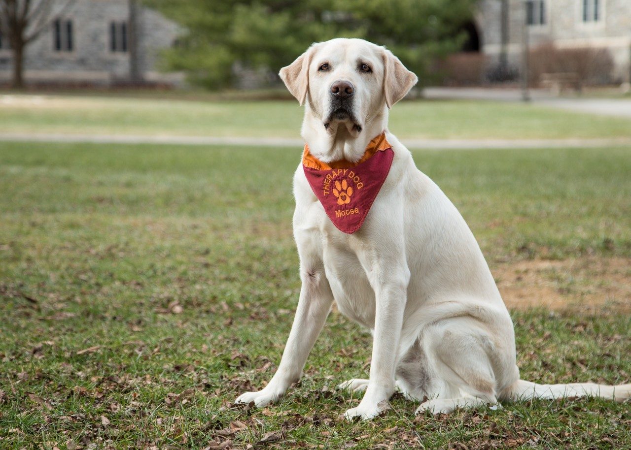 Moose, a yellow lab and therapy dog, poses.