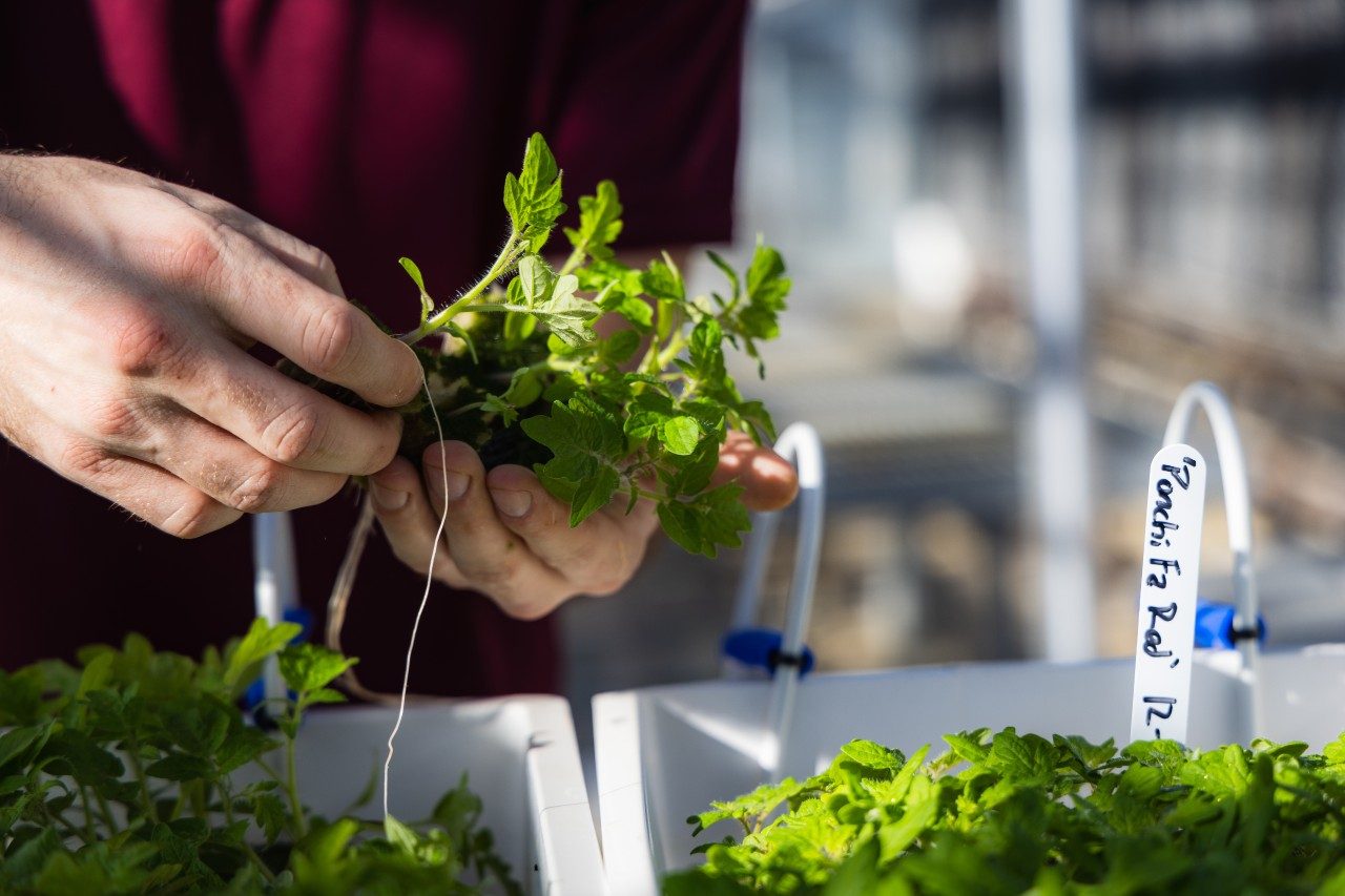 Carefully separating seedlings from the propagation bench, ensuring their delicate roots remain intact. These young plants will soon be transplanted into NFT hydroponic systems. Photo by Luke Hayes for Virginia Tech.