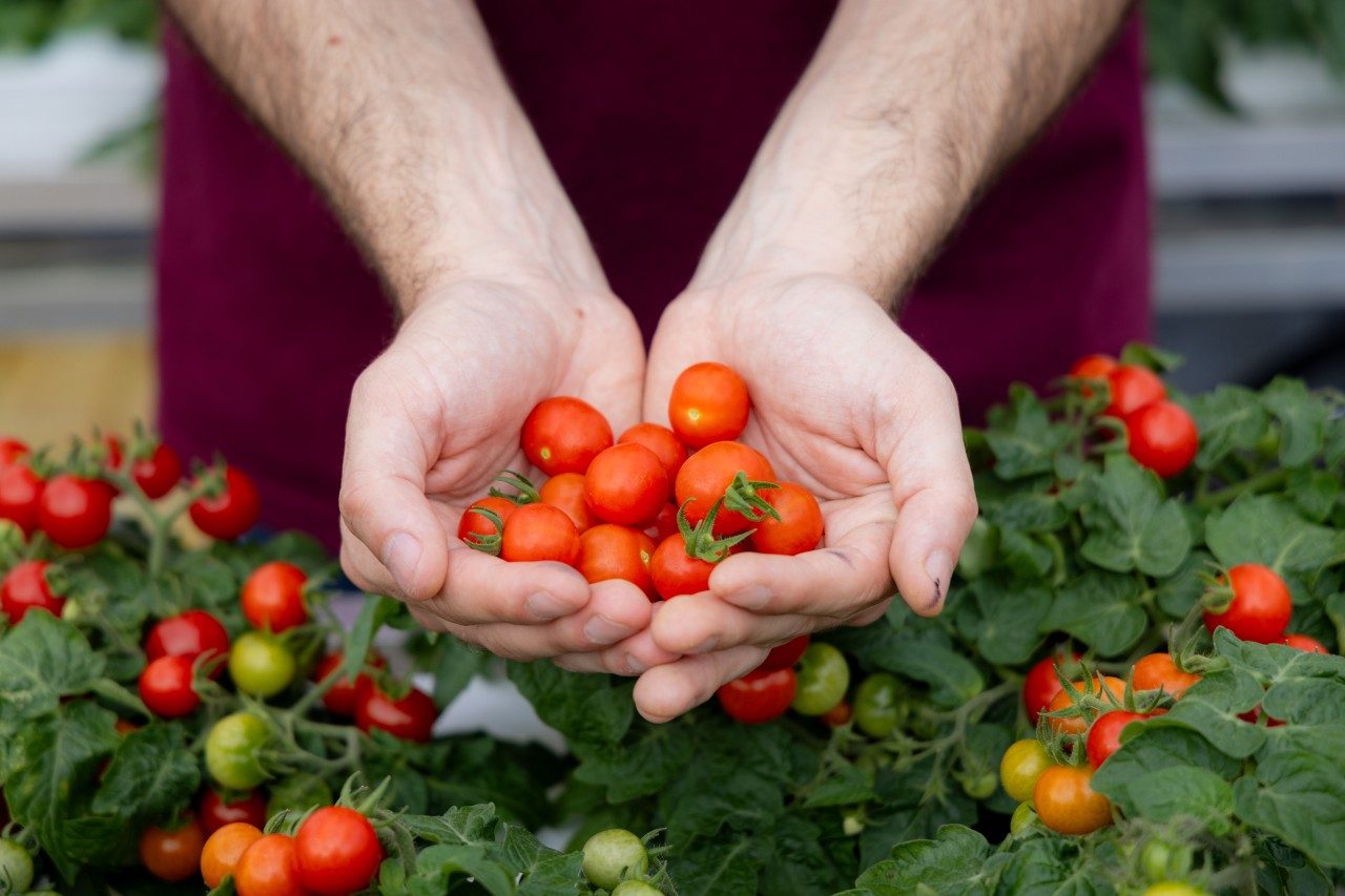 Freshly harvested micro-dwarf tomatoes, grown in NFT hydroponic systems, held over a thriving bench of plants. These compact varieties thrive in a controlled environment where a precisely balanced nutrient solution continuously glowers through their roots. Photo by Luke Hayes for Virginia Tech.