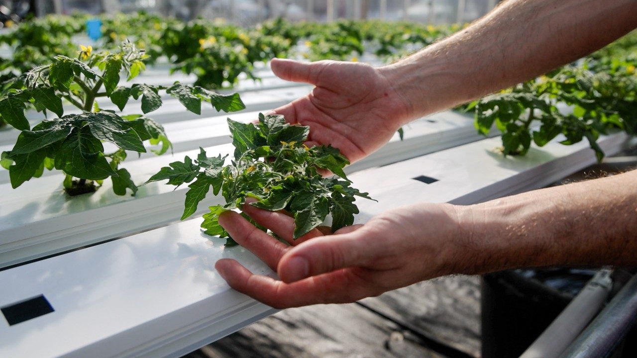 A recently transplanted micro-dwarf tomato plant beginning to bloom, carefully nurtured in the NFT system. Photo by Luke Hayes for Virginia Tech.