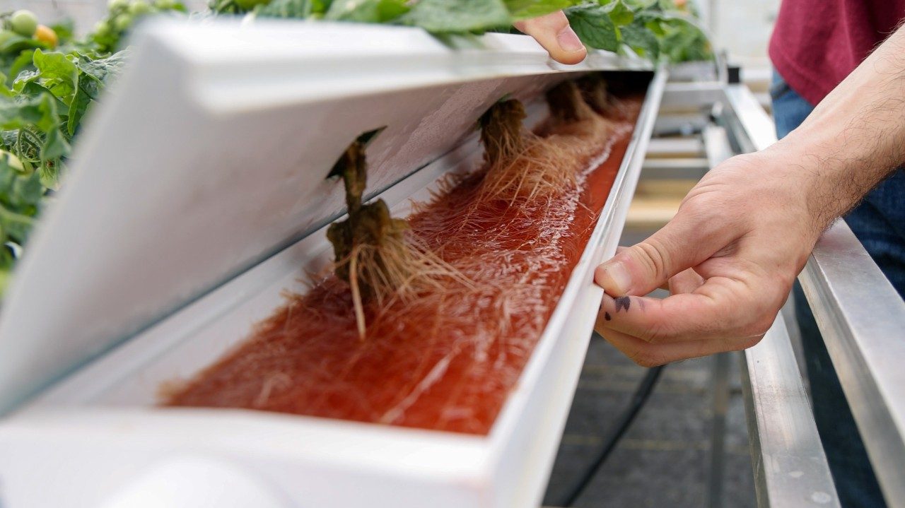 Brandan Shur inspects the root system of hydroponically grown micro-dwarf tomatoes in a Nutrient Film Technique (NFT) System. A thin film of nutrient-rich solution continuously flows over the roots, delivering essential nutrients to optimize growth, yield, and flavor. Photo by Luke Hayes for Virginia Tech.