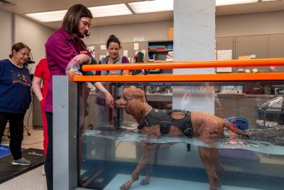 Poodle walking on the underwater treadmill.