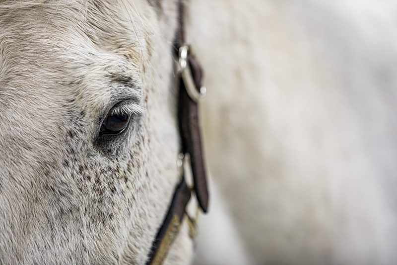 Close up of a white horses face.