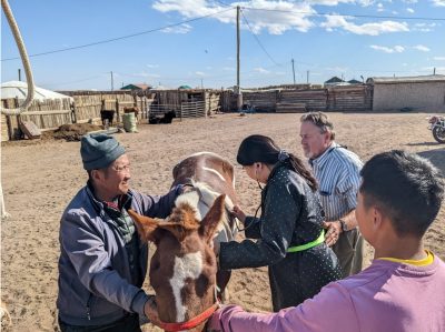 Bruce Bowman leading hands on training for Mongolian veterinarians.