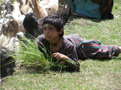 Girl laying in grass beside a valuable herd Cashmere nanny in the Himalayas.