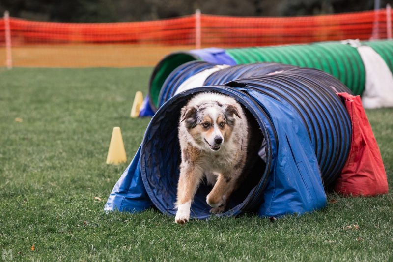 Dog running through an obstacle tube.