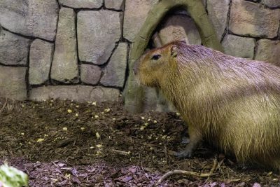 Capybara in an enclosure.