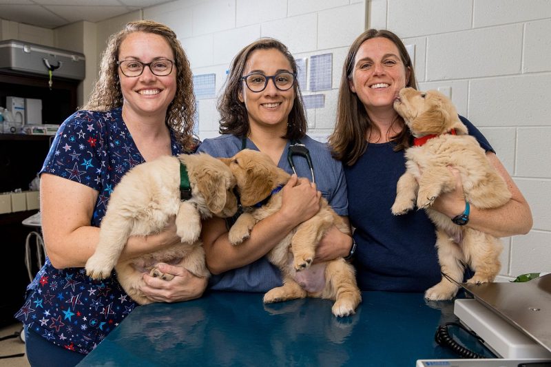 Three veterinary personnel hold puppies and smile in an exam room