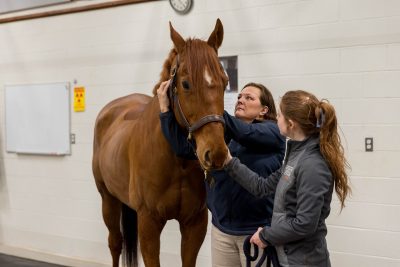 Initial evaluation by Jennifer Barrett, Theodor Ayer Randolph professor of equine surgery in the Youngkin Equine Soundness (YES) Clinic.
