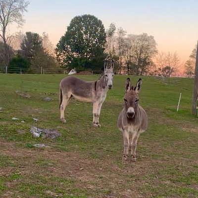 Two donkeys standing in a field.