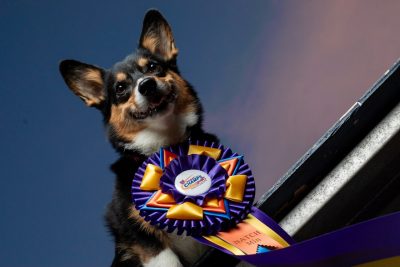 Corgi dog wearing a NADA Champs ribbon.