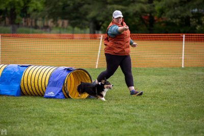 Corgi dog running through a tube as coach directs them.