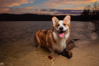 Corgi dog standing in the shallow part of a lake.