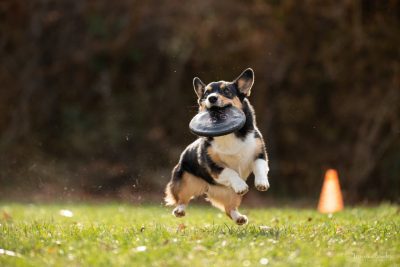 Corgi dog catching a disc mid-air.