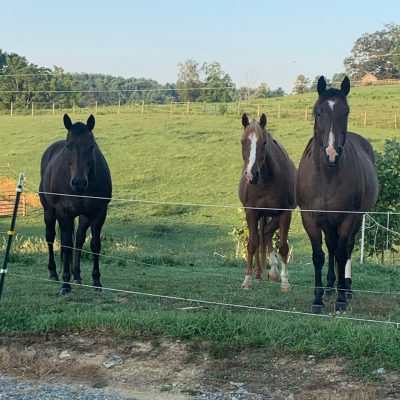 Three horses standing by a fence.