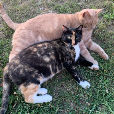 An orange cat and a calico cat laying on each other in the grass.