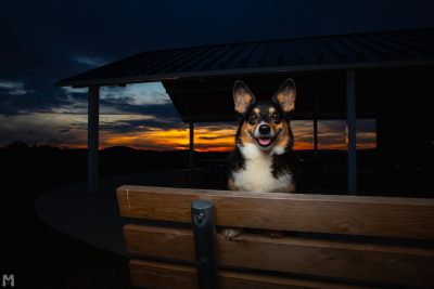 Corgi dog sitting on a park bench at sunset.