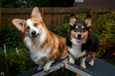 Two corgi dogs sitting on an agility ramp.