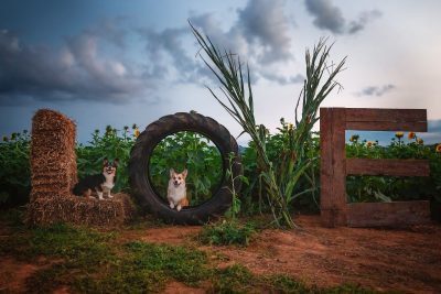Two corgi dogs sitting on a LOVE sign in a field.