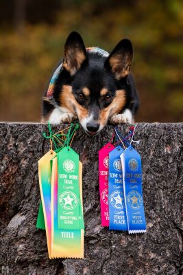 Dog holding ribbons won for scentwork.