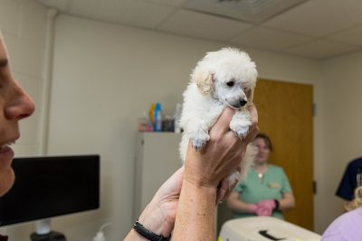 Toy Poodle puppies during a checkup, shots and micro-chipping at the Veterinary Teaching Hospital.