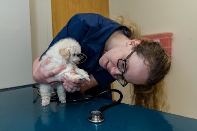 Toy Poodle puppies during a checkup, shots and micro-chipping at the Veterinary Teaching Hospital.