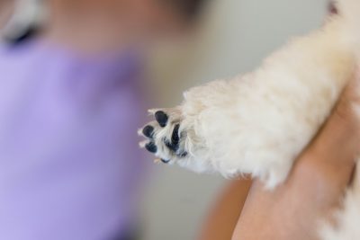 Toy Poodle puppies during a checkup, shots and micro-chipping at the Veterinary Teaching Hospital.