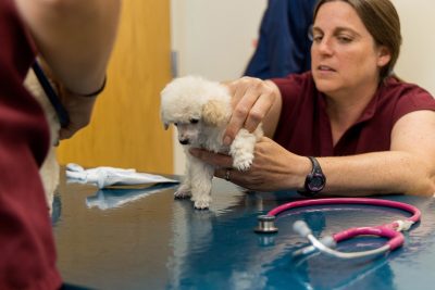 Toy Poodle puppies during a checkup, shots and micro-chipping at the Veterinary Teaching Hospital. 