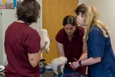 Toy Poodle puppies during a checkup, shots and micro-chipping at the Veterinary Teaching Hospital.