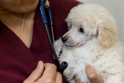 Toy Poodle puppies during a checkup, shots and micro-chipping at the Veterinary Teaching Hospital.