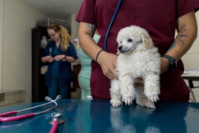 Toy Poodle puppies during a checkup, shots and micro-chipping at the Veterinary Teaching Hospital.