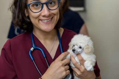 Toy Poodle puppies during a checkup, shots and micro-chipping at the Veterinary Teaching Hospital.