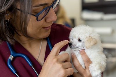 Toy Poodle puppies during a checkup, shots and micro-chipping at the Veterinary Teaching Hospital.