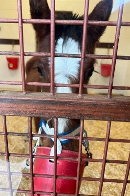 Horse eating from a bucket.