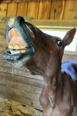 Horse showing their teeth.