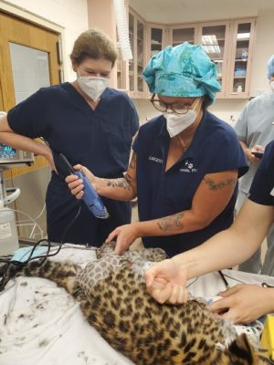 Mary Jean Gorse (left) during surgery. 