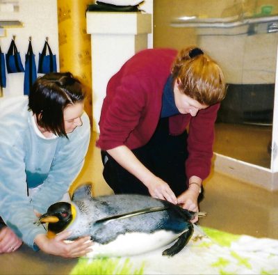 Mary Jean (right) examining a penguin.