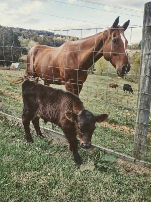 Horse and calf standing beside each other in a field.