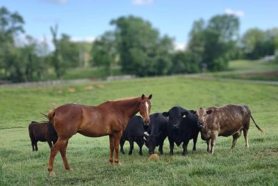 Cows and horse standing in a field.